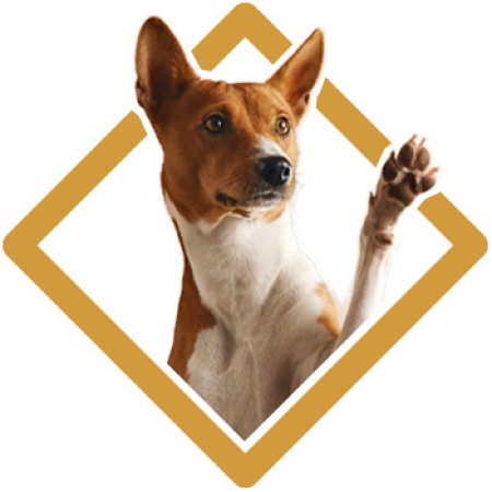 category_dogs_diamond_shape